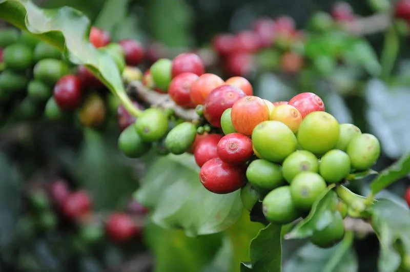 Celtic Cross Coffee - Roasted Panama Coffee Beans